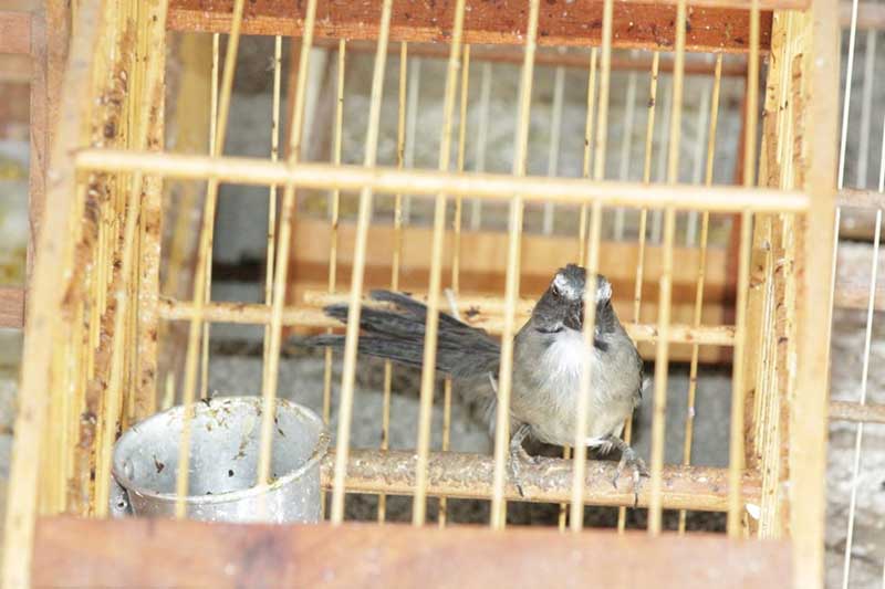 Doze pássaros são resgatados de cativeiros durante flagrantes em Limeira e Capivari, em SP