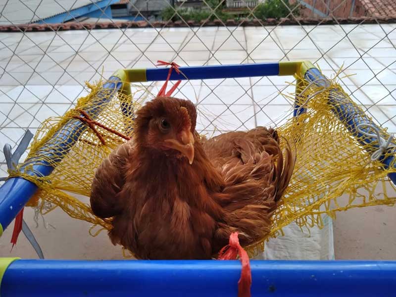 Família acha galinha com asa e pernas quebradas, adota como animal de estimação, mima com redinha e a batiza de ‘Vitória’