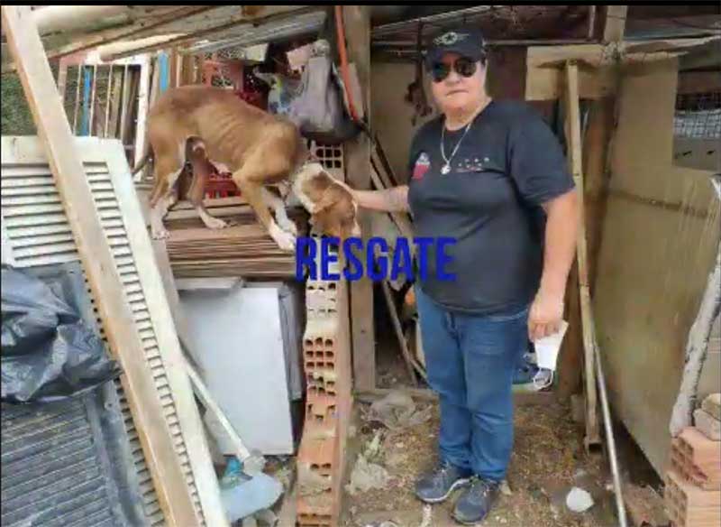 Homem indiciado por maus-tratos mantinha cães acorrentados, em Piracicaba, SP