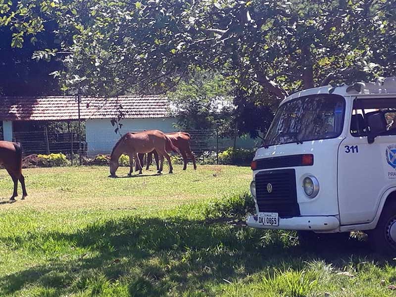 Com fim de contrato, Prefeitura de Piracicaba, SP, recorre a empréstimos de caminhões para resgates de animais