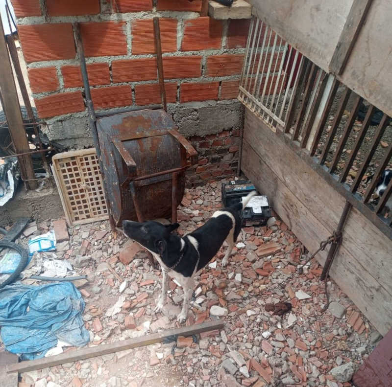 Cachorros estavam em situação de maus tratos em Piracicaba — Foto: Guarda Municipal