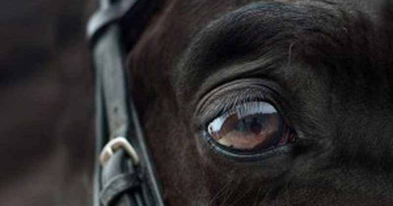 Algoritmo de computador usa imagens de expressões faciais para detectar nível de dor em cavalos
