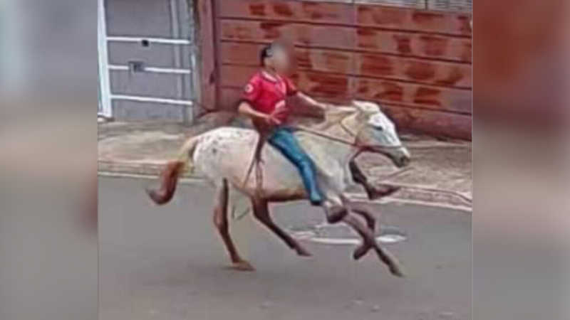 Adolescente mata égua prenha por excesso de esforço físico em Pirassununga, SP