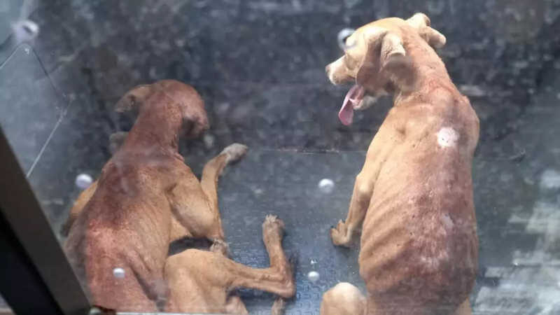Duas cadelas foram levadas para uma clínica veterinária (Foto: Reprodução/Redes sociais)
