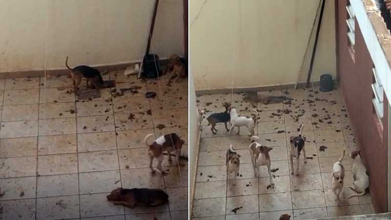 Cães acumulados em quintal na zona Leste de Ribeirão Preto (SP) — Foto: Acervo pessoal/ Gabriela Bassi
