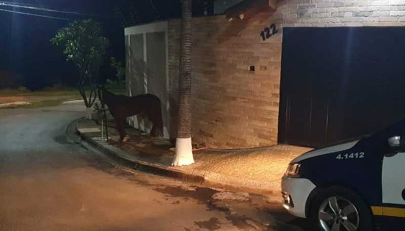 Tutor tenta fugir com égua sangrando e é preso pela Guarda Civil Municipal de Rio Claro, SP
