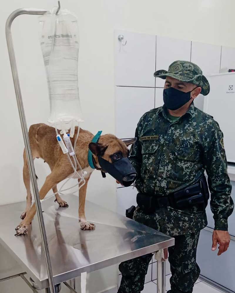 Inquérito policial apura denúncia de maus-tratos e suposto abuso sexual contra cadela, em Rosana, SP