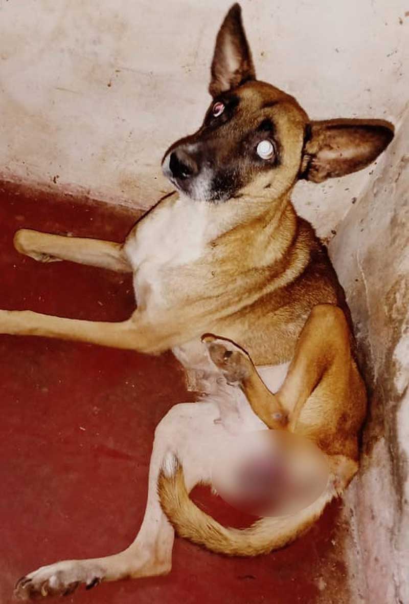 Cadela vítima de maus-tratos foi resgatada e encaminhada para atendimento médico veterinário — Foto: Polícia Ambiental