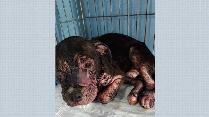 Cão doente resgatado de canil clandestino em Sales Oliveir, SP — Foto: Divulgação/ ONG Latidos e Miados