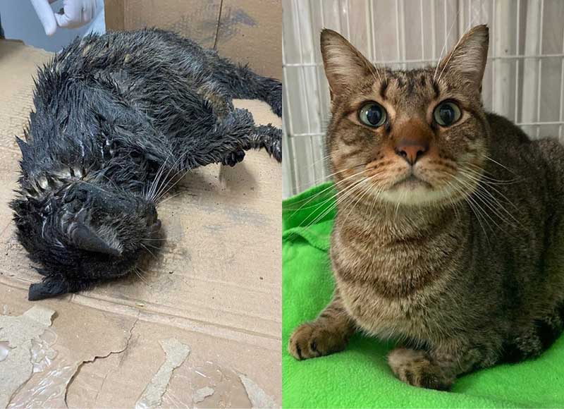 Gato é resgatado coberto de graxa e lama, com intoxicação e problema neurológico: ‘Reviveu’
