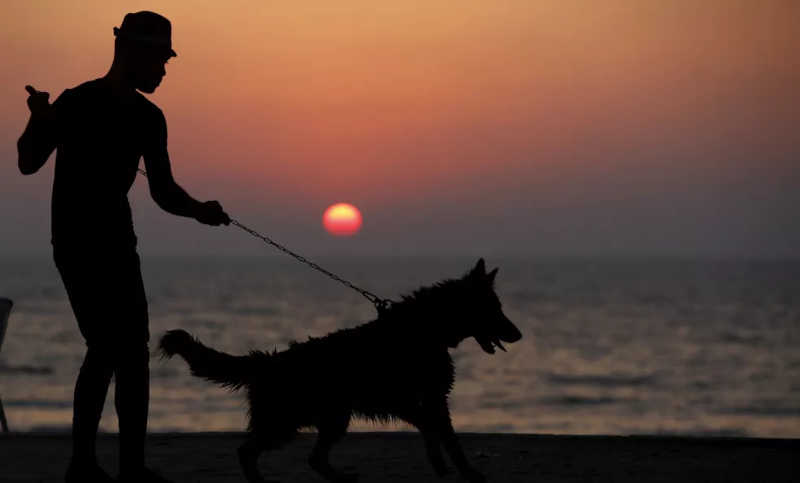Câmara de Santos (SP) aprova em segunda discussão projeto de lei que libera cães na praia