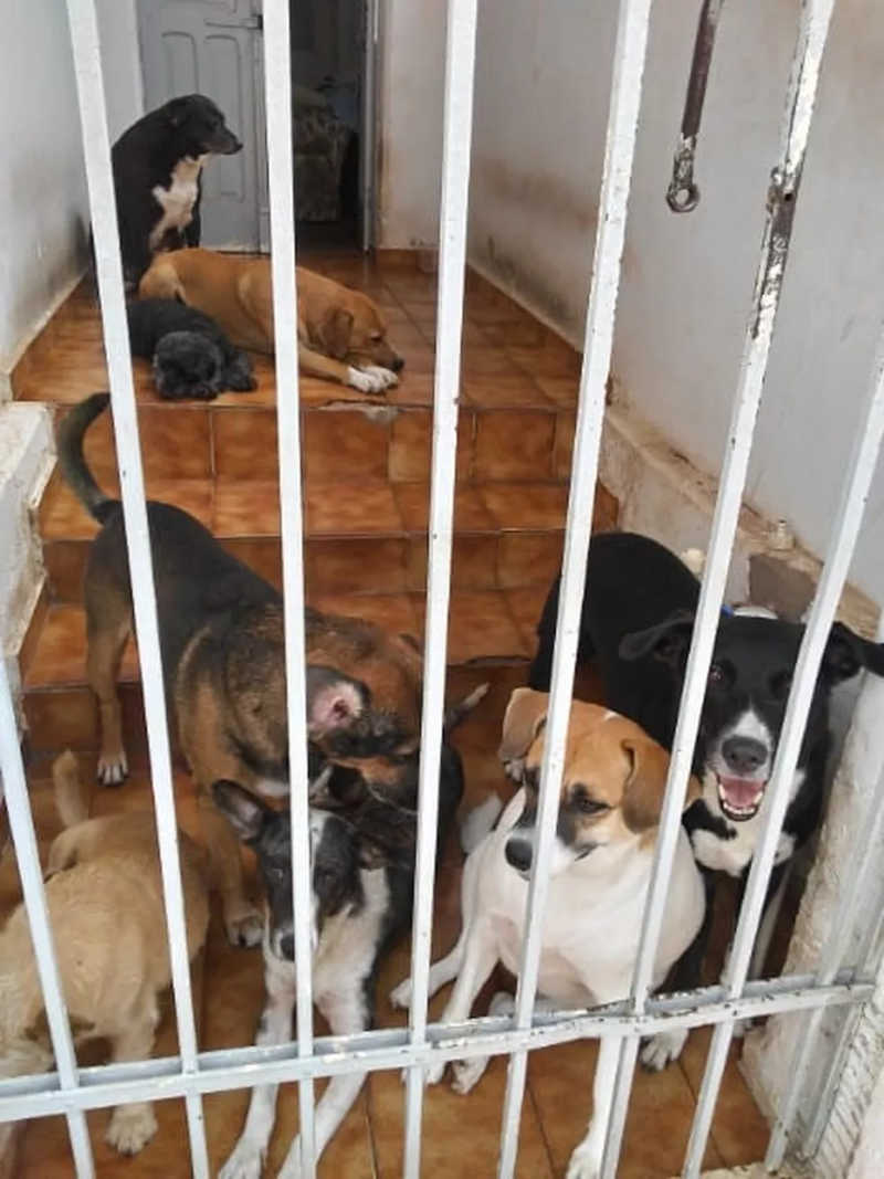 A moradora de São Carlos cuida de 17 animais em sua casa, além de alimentar mais de 15 cachorros que vivem nas ruas — Foto: Arquivo pessoal