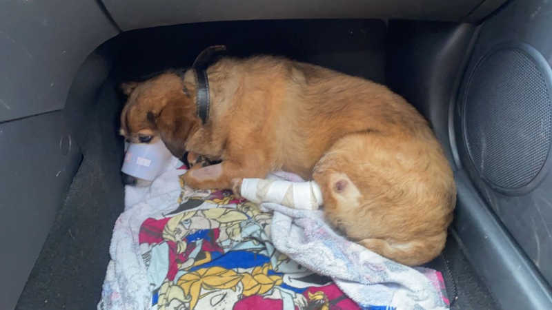 VÍDEO: cachorro é atropelado e motorista não presta socorro em São Vicente, SP