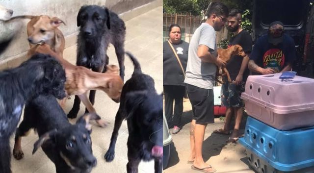 Mais de 40 animais entre cães e gatos são resgatados em residência em São Roque, SP