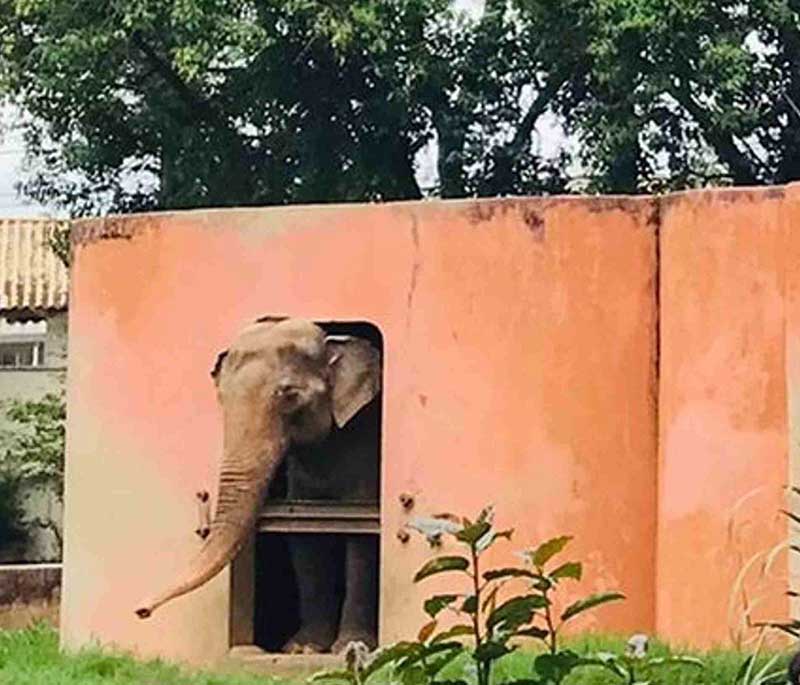 Destino do elefante Sandro é assunto nas redes sociais