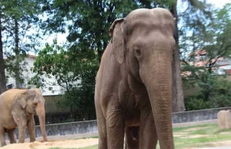 Conheça a luta para levar o elefante Sandro a santuário de animais