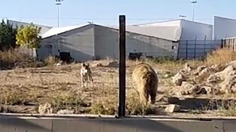Associação acusa funcionários do zoológico da Turquia de fazer lobos lutarem com urso por uma aposta