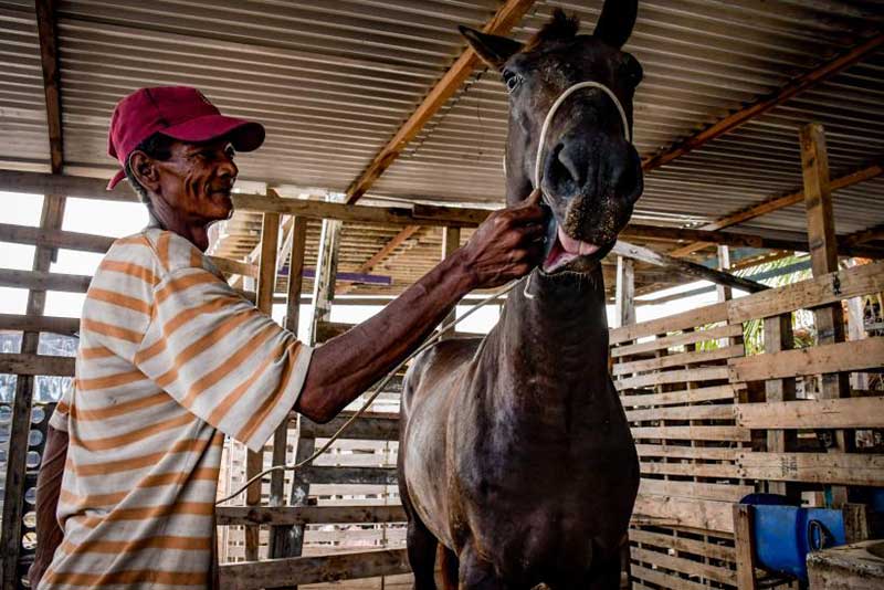 Chambacú: entre a pobreza extrema e os cavalos de carruagens