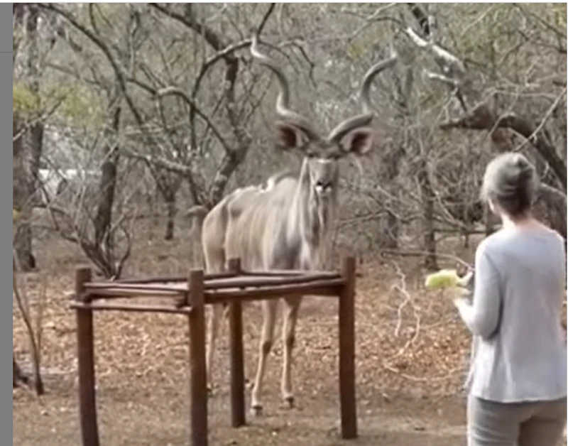 Vídeo impactante flagra momento em que mulher tenta alimentar animal selvagem e é atacada; assista