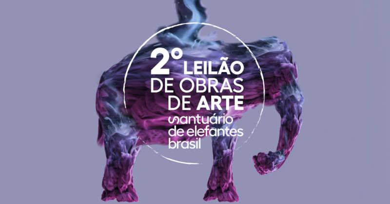 Santuário de Elefantes Brasil realiza leilão para a mostrar os impactos negativos da vida em cativeiro