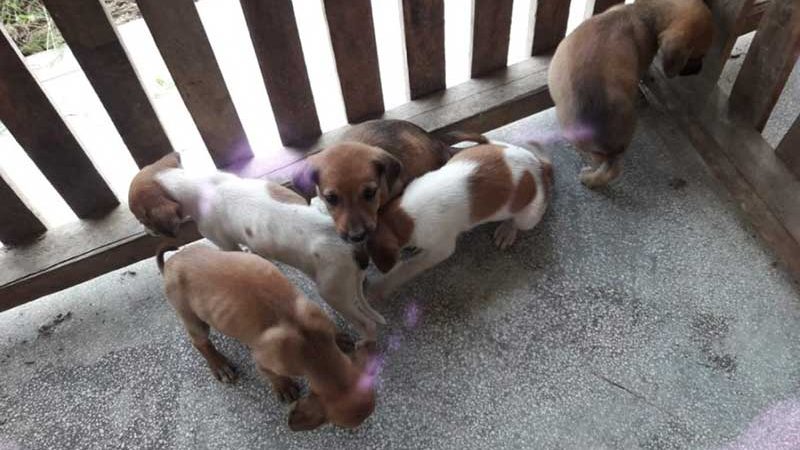 Com Centro de zoonoses lotado, administração pensa em montar abrigo para animais de rua em Cruzeiro do Sul, AC