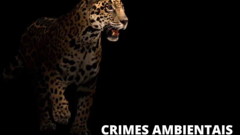 MPF recorre da sentença que condenou caçadores de onças e animais silvestres do Acre a penas mínimas