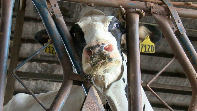 Trabalhador rural que feriu mais de 70 vacas leiteiras no Chile é condenado por abuso animal