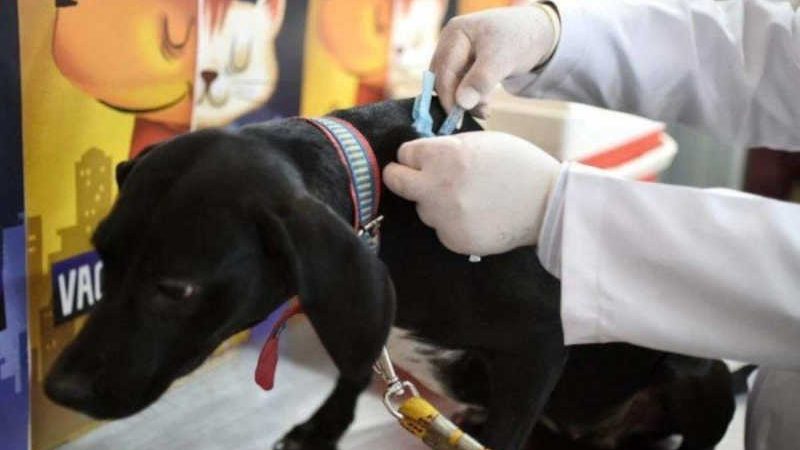CLDF aprova projeto de lei para criação de farmácias veterinárias no DF