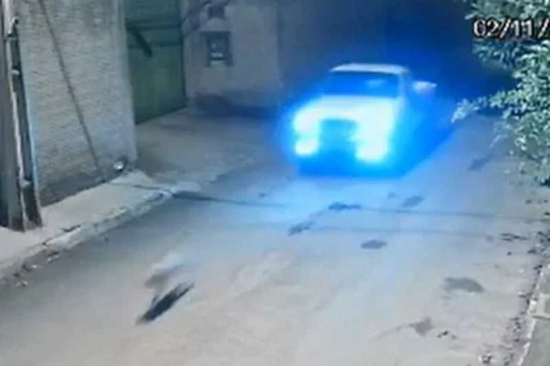 Vídeo revoltante: motorista persegue, atropela e mata cadela no DF