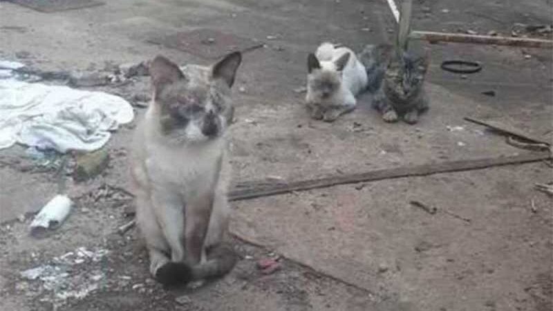 Vídeo: queimados e sem olho, gatos são vítimas de maus-tratos no DF