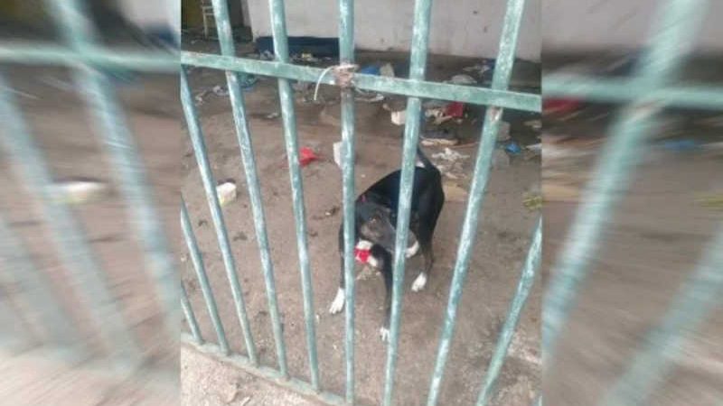 Cadela presa em casa abandonada há 40 dias é alimentada por vizinhos no DF