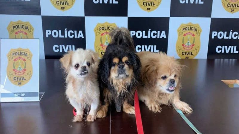 Três cães vítimas de maus-tratos são resgatados com feridas e cegueira no DF