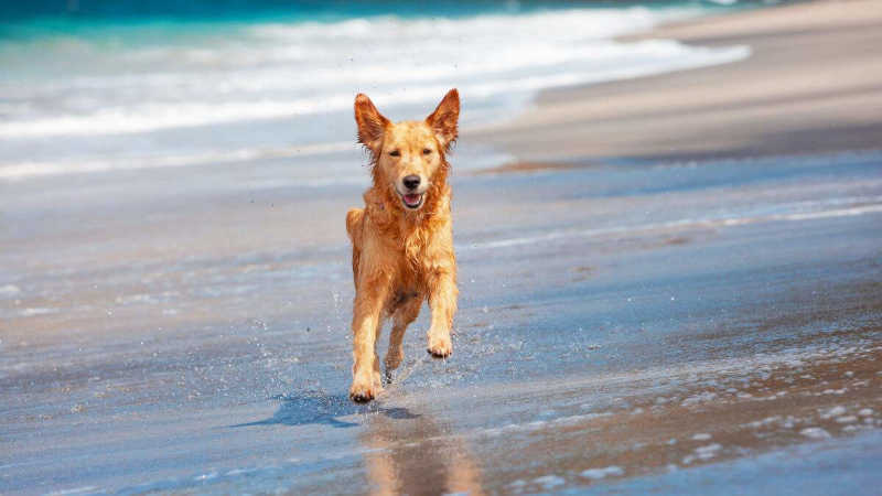 Guarapari (ES) poderá ter praia pet-friendly com acesso livre para cães e gatos