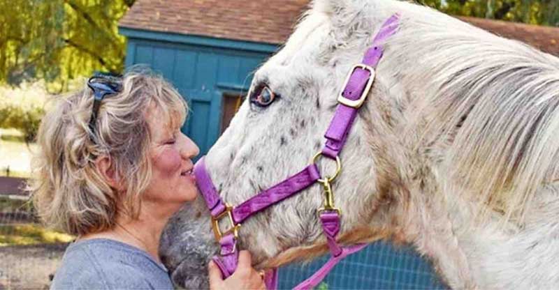 Santuário acolhe cavalo idoso cego que seria sacrificado em fazenda: ‘Só precisava de uma chance’