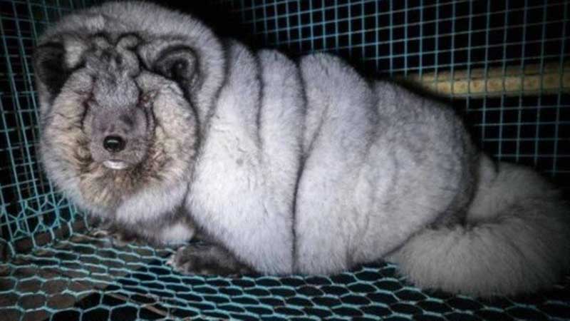 Raposas do Ártico são engordadas em jaulas minúsculas para alimentar o mercado de casacos de pele
