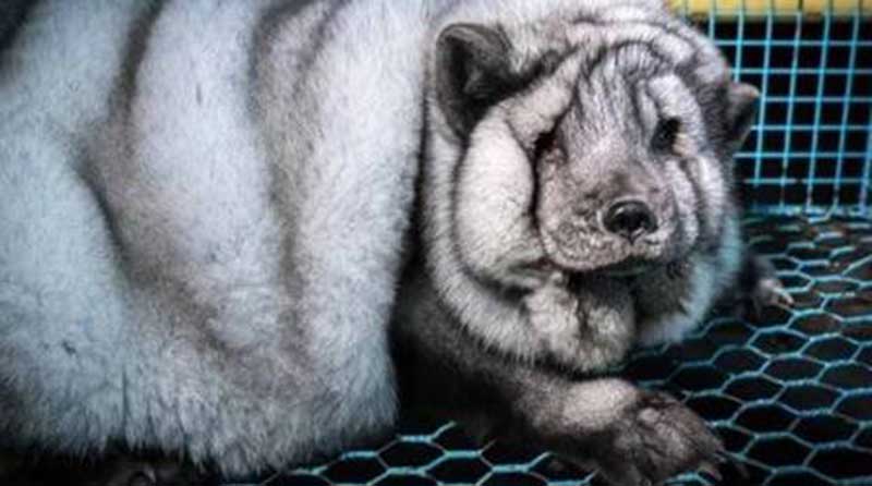 Raposa do Ártico em gaiola em fazenda na Finlândia Foto: Divulgação/Oikeutta Eläimille