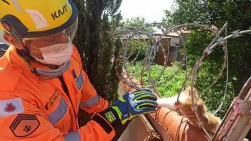 Gatinho preso a arame de imóvel em Minas Gerais é resgatado pelos bombeiros