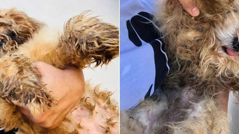 Mais de 20 cães são resgatados de canil clandestino em Patos de Minas, MG