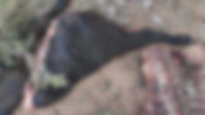 Bandidos matam novilha com tiro na cabeça e ”carneiam” animal no pasto em Campo Grande, MS