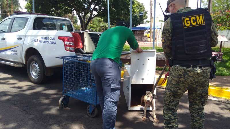Tutor muda de casa e abandona cachorro em Campo Grande, MS
