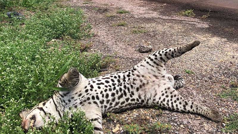 No Dia do Pantanal, motorista flagra animais mortos em rodovia