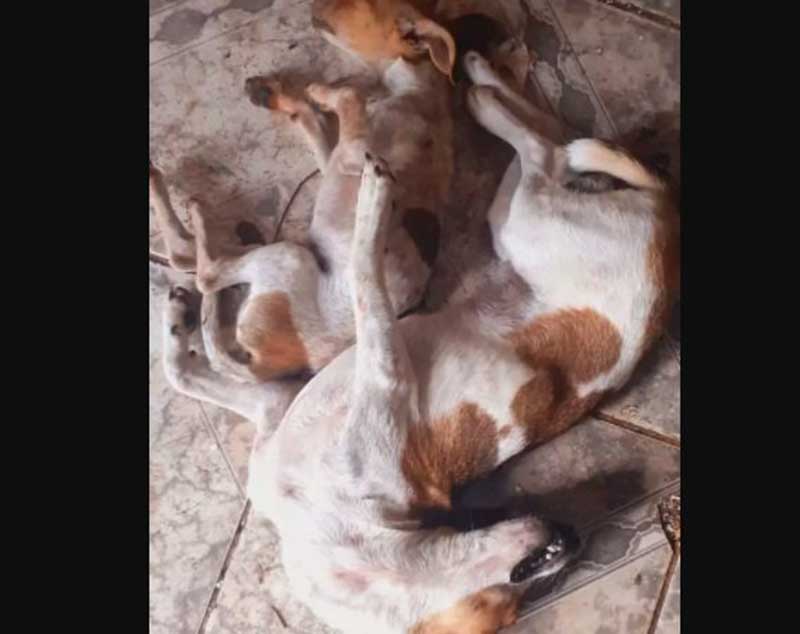 Tutora vai colocar ração e percebe que cães foram mortos envenenados, em Três Lagoas, MS