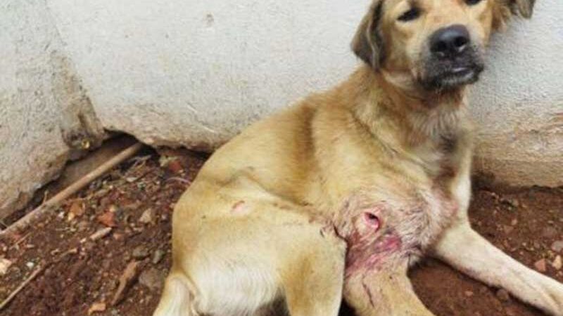 Cão é resgatado em Cuiabá (MT) com ferimento na perna e pata quebrada