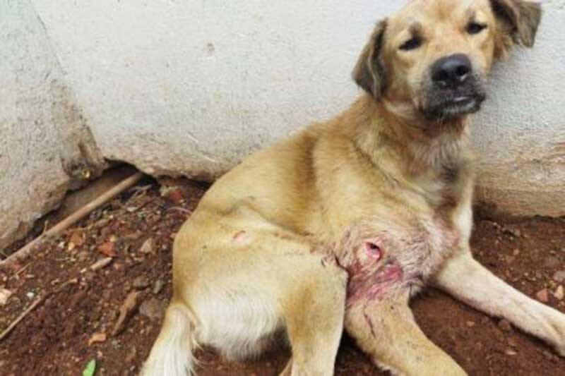 Cão é resgatado em Cuiabá (MT) com ferimento na perna e pata quebrada