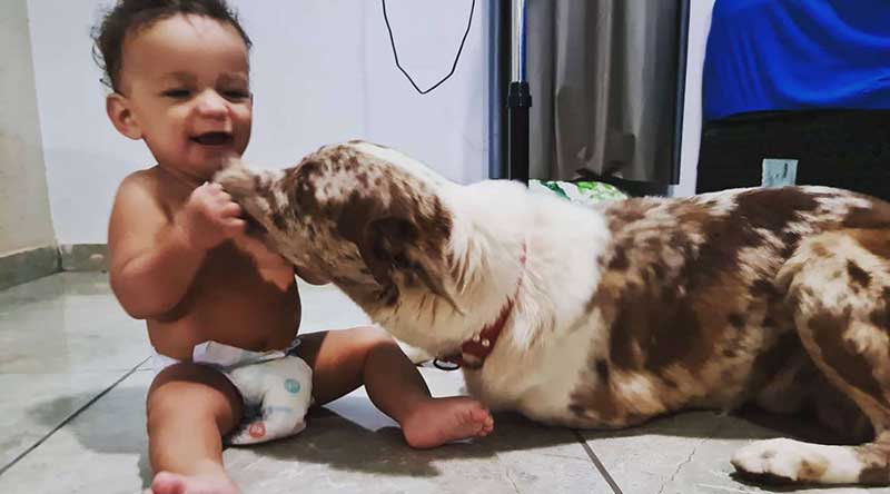 O cachorro era o ‘melhor amigo’ de um bebê – Foto: Reprodução