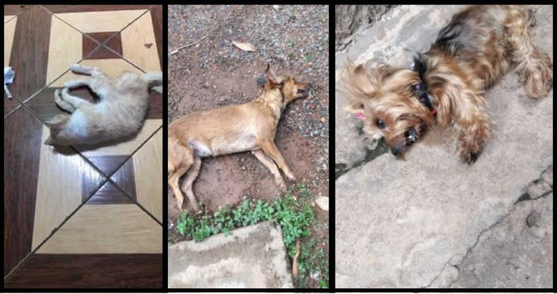 Cães e gatos morrem com sinais de envenenamento em Várzea Grande, MT