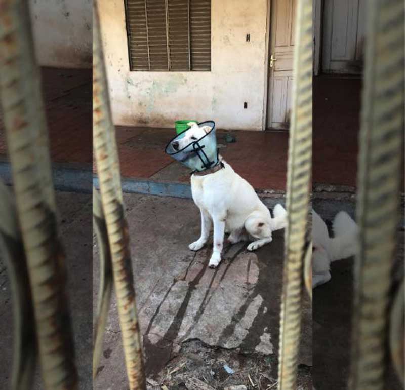 Cachorro morre envenenado em casa no centro de Várzea Grande, MT