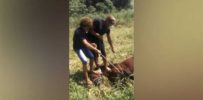 Jovens são flagrados torturando cavalo no Km 7, em Marabá, PA