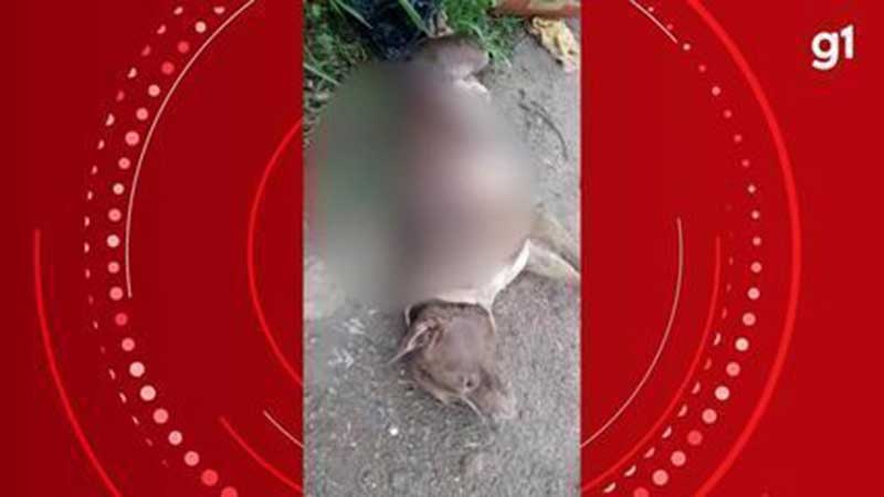 Ferido com 7 facadas, pit bull morre após ser resgatado na Serra do Saubal, em Santarém, PA; vídeo