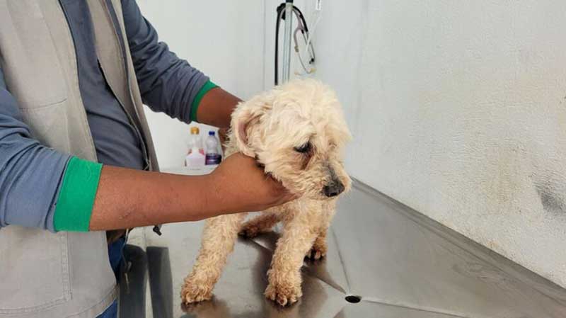 “O cão ficou 2 horas dentro do balde com água”, diz delegada